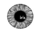Iris Film Collective